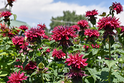 Fireball Beebalm (Monarda didyma 'Fireball') at Canadale Nurseries