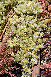 Red Wiggle Stonecrop (Sedum ochroleucum 'Red Wiggle') at Canadale Nurseries