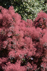 Royal Purple Smokebush (Cotinus coggygria 'Royal Purple') at Canadale Nurseries