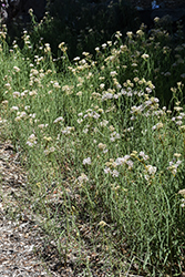 Whorled Milkweed (Asclepias verticillata) at Canadale Nurseries