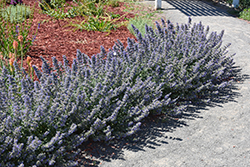 Walker's Low Catmint (Nepeta x faassenii 'Walker's Low') at Canadale Nurseries