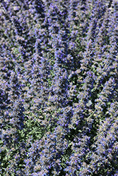 Walker's Low Catmint (Nepeta x faassenii 'Walker's Low') at Canadale Nurseries