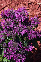 Rockin' Raspberry Beebalm (Monarda 'Rockin' Raspberry') at Canadale Nurseries