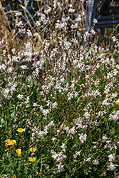 Whirling Butterflies Gaura (Gaura lindheimeri 'Whirling Butterflies') at Canadale Nurseries