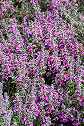 Creeping Germander (Teucrium chamaedrys) at Canadale Nurseries