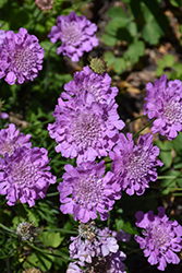 Flutter Rose Pink Pincushion Flower (Scabiosa columbaria 'Balfluttropi') at Canadale Nurseries