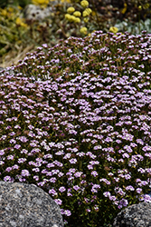 Pink Ice Candytuft (Iberis 'Pink Ice') at Canadale Nurseries