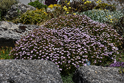 Pink Ice Candytuft (Iberis 'Pink Ice') at Canadale Nurseries