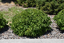 Kelsey Dogwood (Cornus sericea 'Kelseyi') at Canadale Nurseries