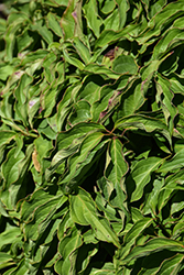 Kelsey Dogwood (Cornus sericea 'Kelseyi') at Canadale Nurseries