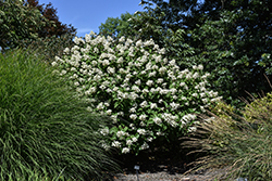 Fire And Ice Hydrangea (Hydrangea paniculata 'Wim's Red') at Canadale Nurseries