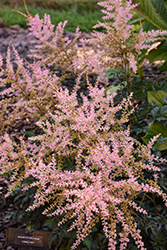 Hennie Graafland Astilbe (Astilbe simplicifolia 'Hennie Graafland') at Canadale Nurseries