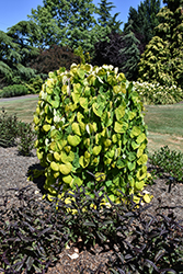 Golden Falls Redbud (Cercis canadensis 'NC2015-12') at Canadale Nurseries
