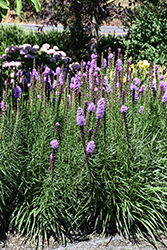 Kobold Blazing Star (Liatris spicata 'Kobold') at Canadale Nurseries