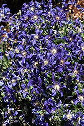 Sapphire Indigo Clematis (Clematis 'Sapphire Indigo') at Canadale Nurseries
