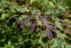 Burgundy Lace Filbert (Corylus avellana 'Burgundy Lace') at Canadale Nurseries