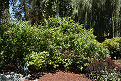 Northland Blueberry (Vaccinium corymbosum 'Northland') at Canadale Nurseries