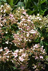 Early Evolution Hydrangea (Hydrangea paniculata 'AJ14') at Canadale Nurseries