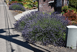 Phenomenal Lavender (Lavandula x intermedia 'Phenomenal') at Canadale Nurseries