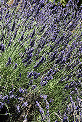Phenomenal Lavender (Lavandula x intermedia 'Phenomenal') at Canadale Nurseries