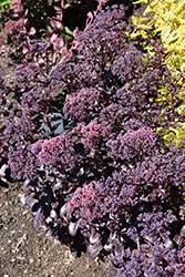 Dark Magic Stonecrop (Sedum telephium 'Dark Magic') at Canadale Nurseries