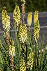 Pineapple Popsicle Torchlily (Kniphofia 'Pineapple Popsicle') at Canadale Nurseries