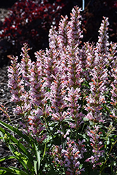 Pink Pearl Hyssop (Agastache 'Pink Pearl') at Canadale Nurseries