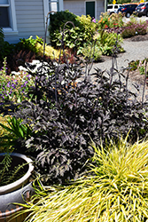 Black Negligee Bugbane (Actaea racemosa 'Black Negligee') at Canadale Nurseries