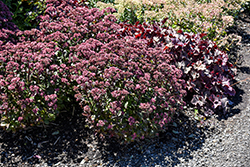 Double Martini Stonecrop (Sedum 'TNSEDDM') at Canadale Nurseries