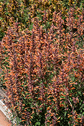 Kudos Mandarin Hyssop (Agastache 'Kudos Mandarin') at Canadale Nurseries