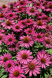 Kismet Raspberry Coneflower (Echinacea 'TNECHKR') at Canadale Nurseries