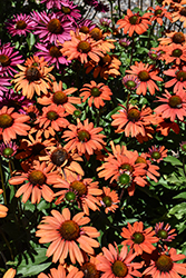 Kismet Intense Orange Coneflower (Echinacea 'TNECHKIO') at Canadale Nurseries