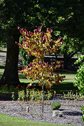 Flame Thrower Redbud (Cercis canadensis 'NC2016-2') at Canadale Nurseries