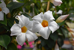 Sun Parasol White Mandevilla (Mandevilla 'Sun Parasol White') at Canadale Nurseries