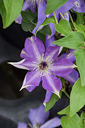 Shimmer Clematis (Clematis 'Shimmer') at Canadale Nurseries
