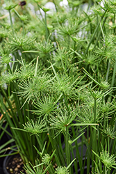 Little Prince Egyptian Papyrus (Cyperus papyrus 'Little Prince') at Canadale Nurseries
