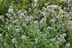 Catnip (Nepeta cataria) at Canadale Nurseries