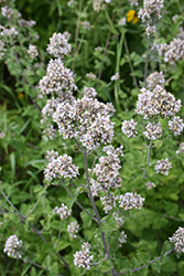 Catnip (Nepeta cataria) at Canadale Nurseries