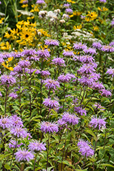 Wild Beebalm (Monarda fistulosa) at Canadale Nurseries