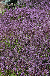Lemon Thyme (Thymus x citriodorus) at Canadale Nurseries