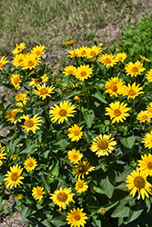 False Sunflower (Heliopsis helianthoides) at Canadale Nurseries