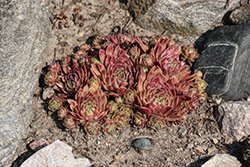 Chick Charms Lotus Blossom; Hens And Chicks (Sempervivum 'Lotus Blossom') at Canadale Nurseries