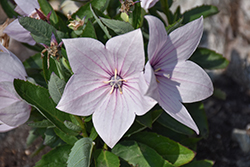 Astra Pink Balloon Flower (Platycodon grandiflorus 'Astra Pink') at Canadale Nurseries