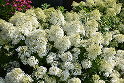 Bobo Hydrangea (Hydrangea paniculata 'ILVOBO') at Canadale Nurseries