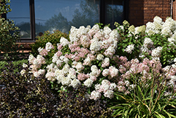 Bobo Hydrangea (Hydrangea paniculata 'ILVOBO') at Canadale Nurseries
