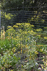 Dill (Anethum graveolens) at Canadale Nurseries
