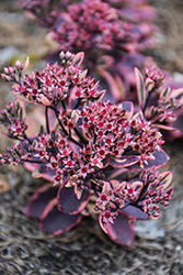 Sunsparkler Dazzling Dynamite Stonecrop (Sedum 'Dazzling Dynamite') at Canadale Nurseries