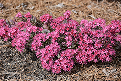 Sunsparkler Cosmic Comet Stonecrop (Sedum 'Cosmic Comet') at Canadale Nurseries