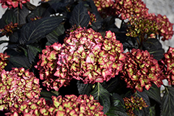 Eclipse Hydrangea (Hydrangea macrophylla 'BAILMACSEVEN') at Canadale Nurseries