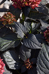 Eclipse Hydrangea (Hydrangea macrophylla 'BAILMACSEVEN') at Canadale Nurseries